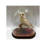 An antique taxidermied owl, case size 18in high x 16in wide x 9.5in deep