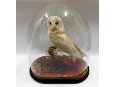 An antique taxidermied owl, case size 18in high x 16in wide x 9.5in deep