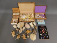 A collection of mixed sea shells