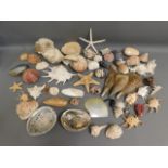 A collection of sea shells & star fish