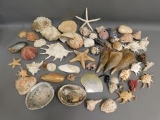 A collection of sea shells & star fish