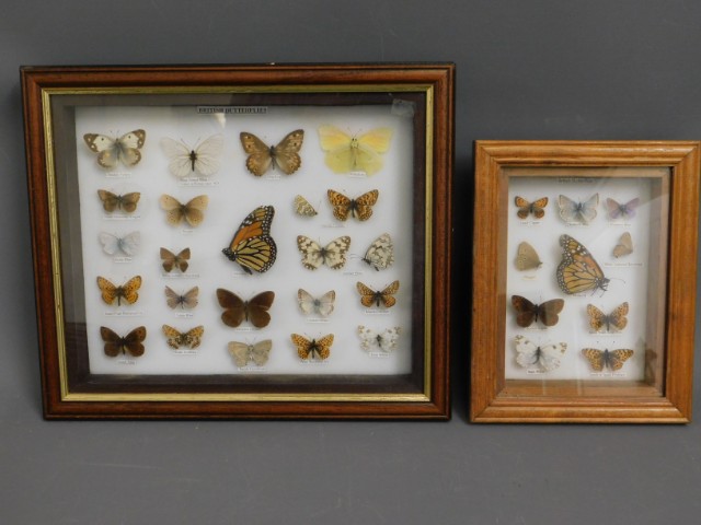 Two framed mounted butterfly collections
