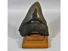 A prehistoric shark tooth with stand possibly from