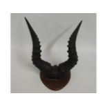 A set of mounted Spingbok horns, 16in at widest