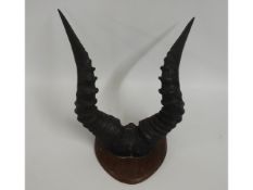 A set of mounted Spingbok horns, 16in at widest