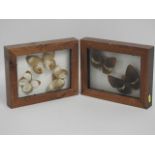 Two cased butterfly taxidermies