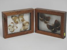 Two cased butterfly taxidermies