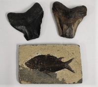 Two fossil shark teeth, possibly Megalodon twinned