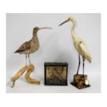 Three taxidermy birds including a curlew, egret &