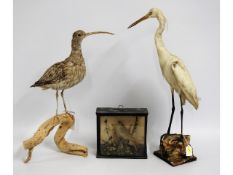 Three taxidermy birds including a curlew, egret &