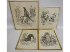 Four original pencil sketches of birds by Christin