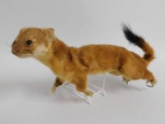 An unmounted taxidermied stoat, 12in long