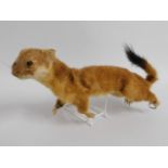 An unmounted taxidermied stoat, 12in long