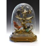 Taxidermy - Victorian ornithological group