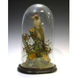 Taxidermy - Woodpecker beneath glass dome