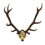 Pair of eleven-point Red Stag antlers