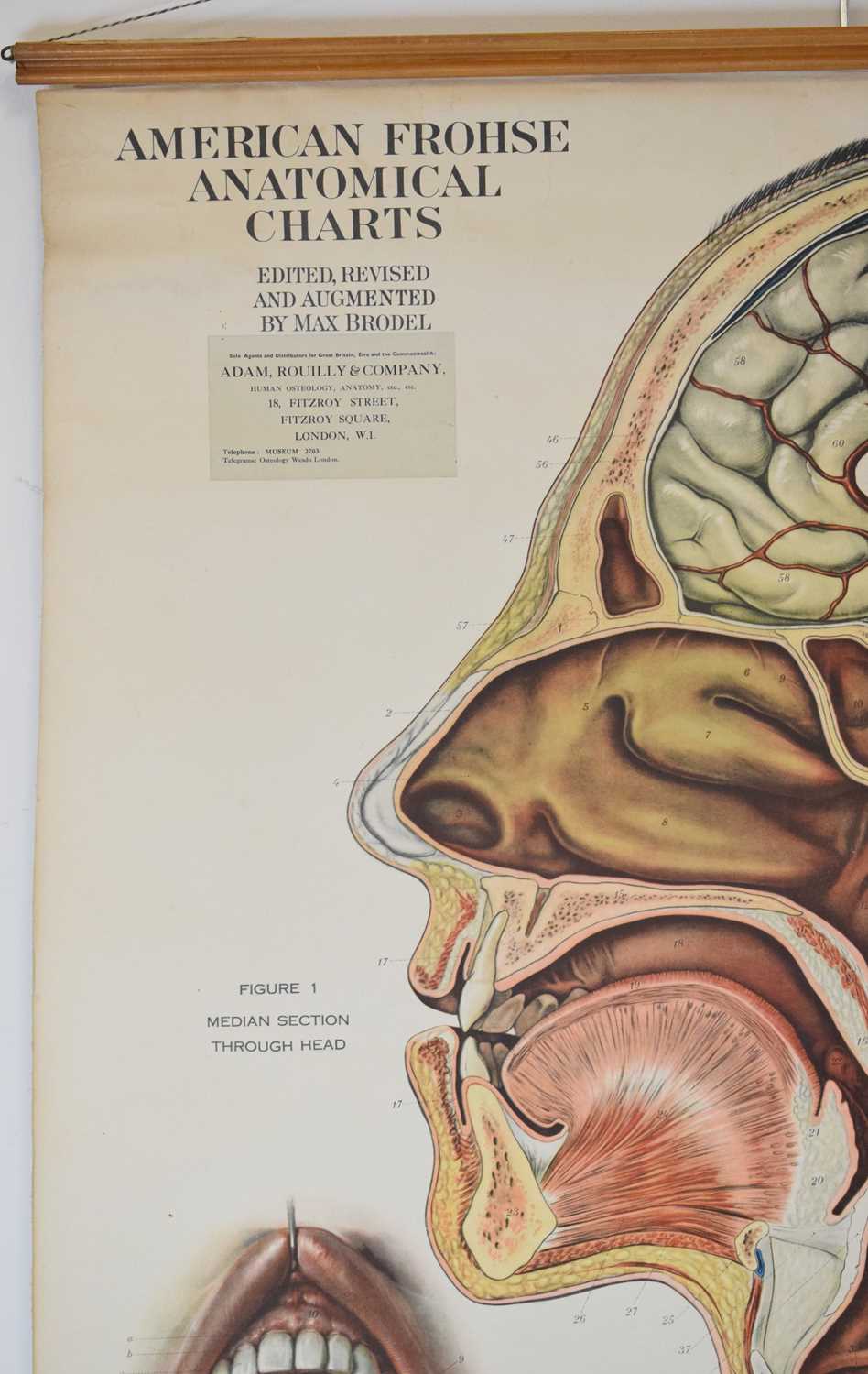 Adam Rouilly & Co Ltd - American Frohse Anatomical Chart - Image 3 of 8
