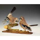 Taxidermy - Two jays on wooden base