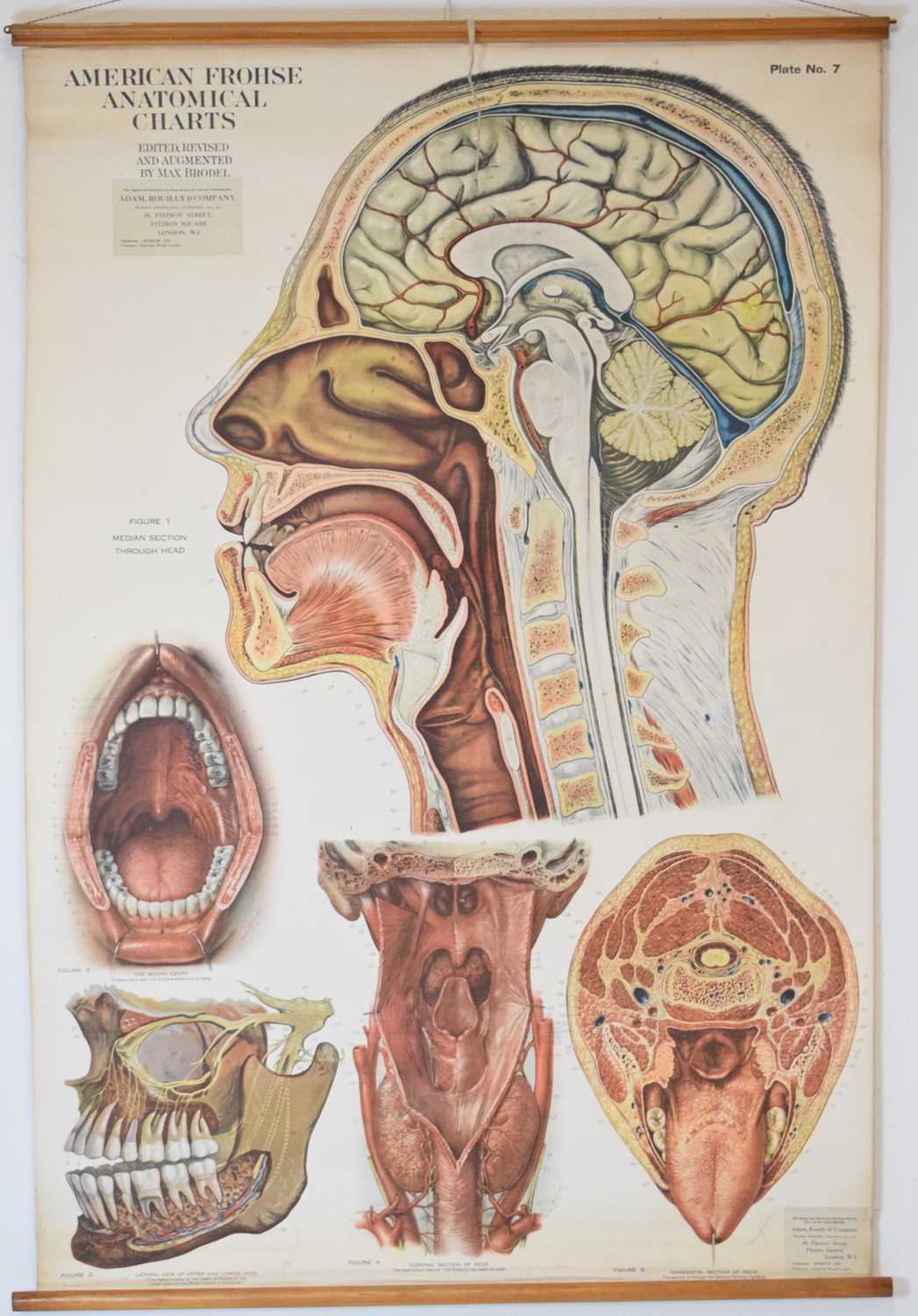 Adam Rouilly & Co Ltd - American Frohse Anatomical Chart