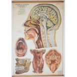 Adam Rouilly & Co Ltd - American Frohse Anatomical Chart