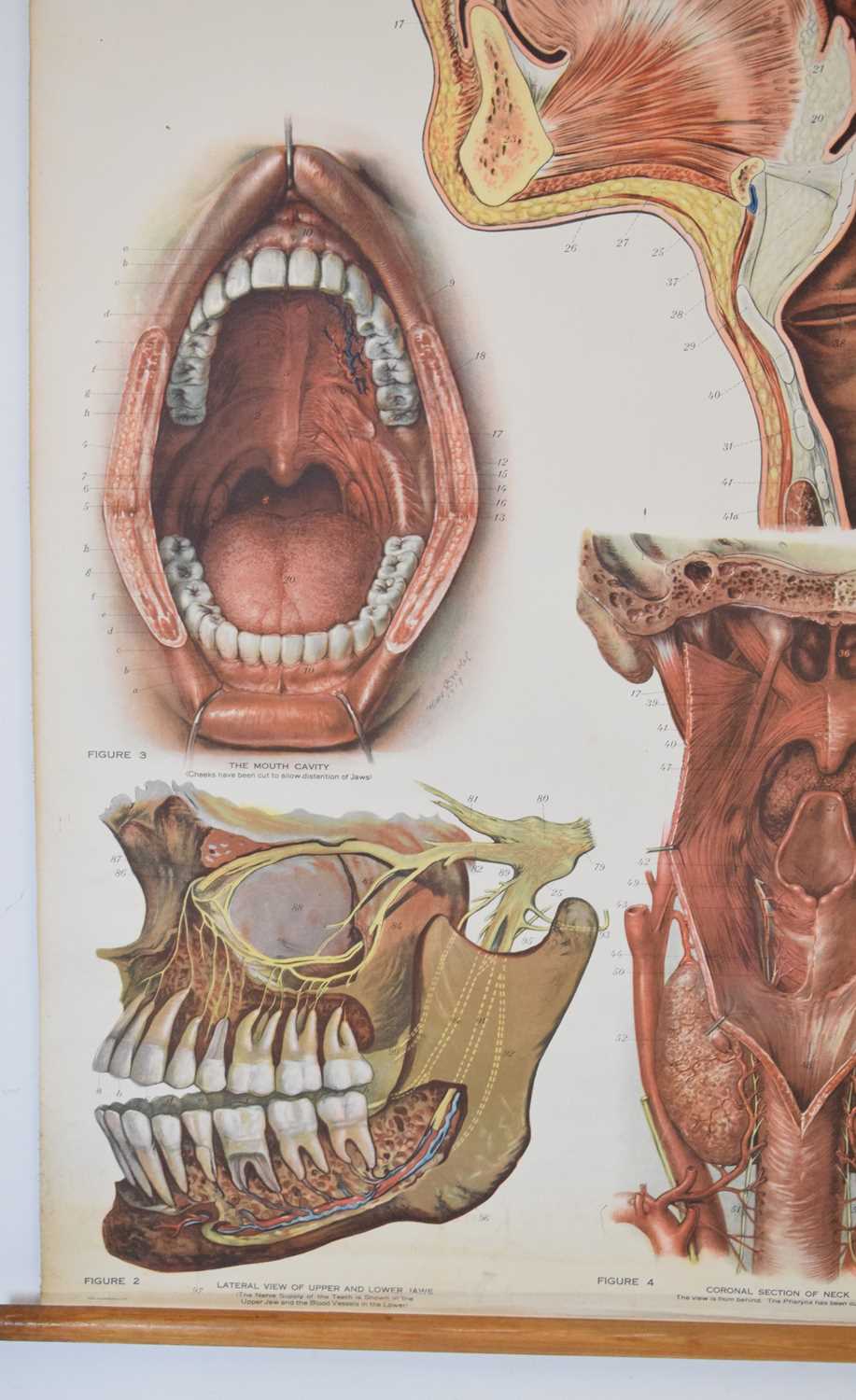 Adam Rouilly & Co Ltd - American Frohse Anatomical Chart - Image 4 of 8