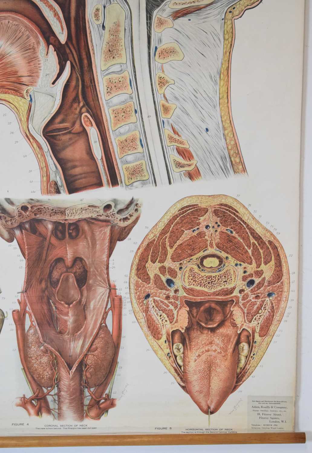 Adam Rouilly & Co Ltd - American Frohse Anatomical Chart - Image 5 of 8