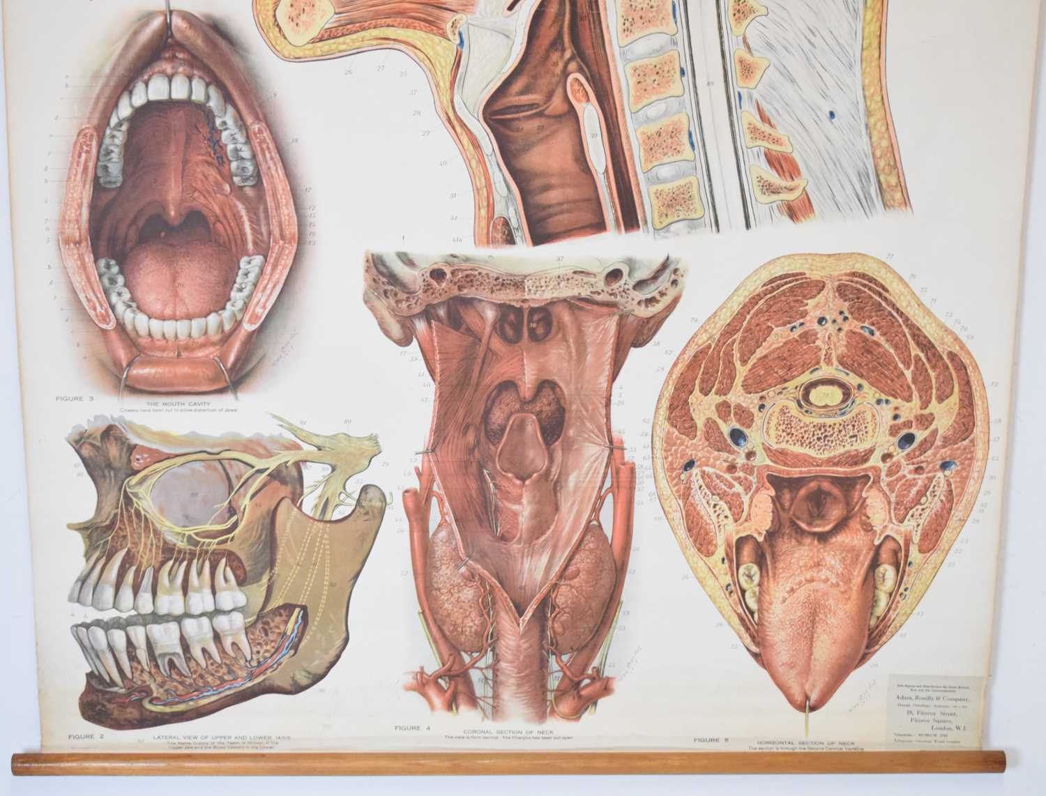 Adam Rouilly & Co Ltd - American Frohse Anatomical Chart - Image 2 of 8