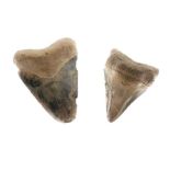 Two Megalodon tooth fossils