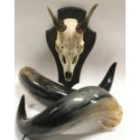 Taxidermy. Pair of large animal horns and a mounted skull