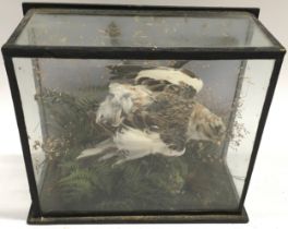 Taxidermy, small bird diorama