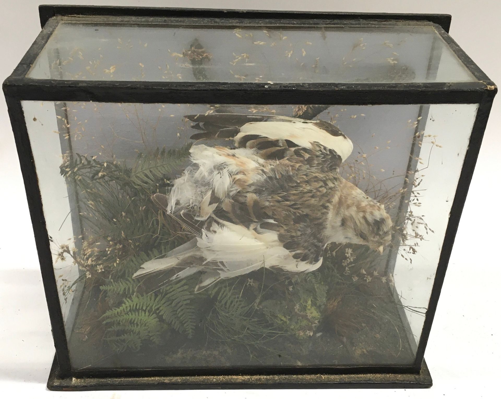 Taxidermy, small bird diorama