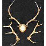 2 sets of impressive stag antlers, one set mounted