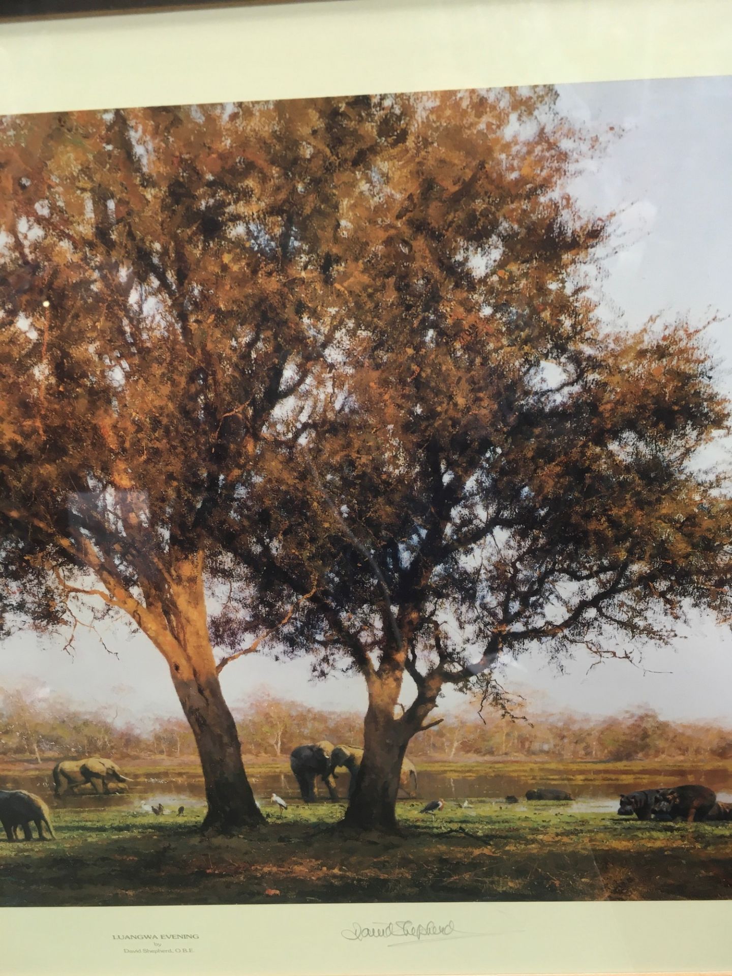 David Shepard ltd edition print "Luangwa Evening" signed to bottom no 1235/1500 with intented - Image 5 of 8