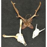 Taxidermy, 3 sets of animal skulls with horns attached.