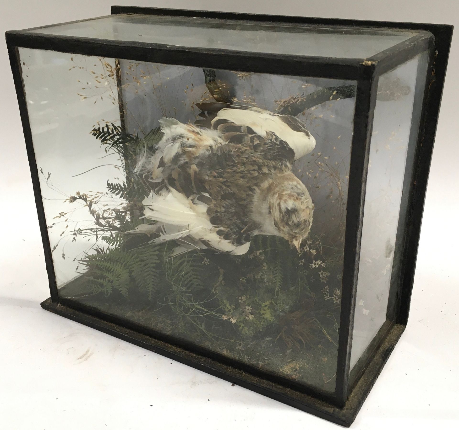 Taxidermy, small bird diorama - Image 2 of 2