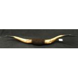 Pair of American steer horns