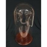 A large Victorian glass exhibition dome on wooden base. 51cm tall x 25cm wide at base.
