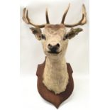Mounted taxidermy head of a "Deer" with antlers 60x50cm
