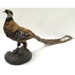 Mounted taxidermy study of a "Golden Pheasant" 90x40x20cm