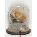 Victorian Squirrel taxidermy study in an oval dome glass case
