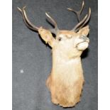 Large stag head with antlers taxidermy
