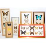 Collection of framed butterflies. Six in lot (33)