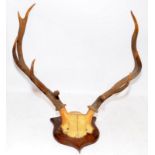 Impressive mounted deer antlers taxidermy. Nine pointer