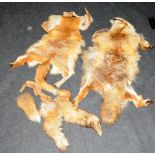 Two taxidermy fox pelts c/w a number of fox brushes