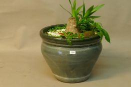 A ceramic planter with shrub, 19" diameter x 15"