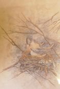 N.W. Gayley?, birds in a nest, watercolour, signed and dated 1908, 11" x 9"