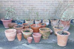 A quantity of terracotta garden pots, largest 15" high