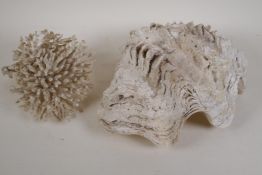 A large conch shell, 14" wide, and a large branch coral
