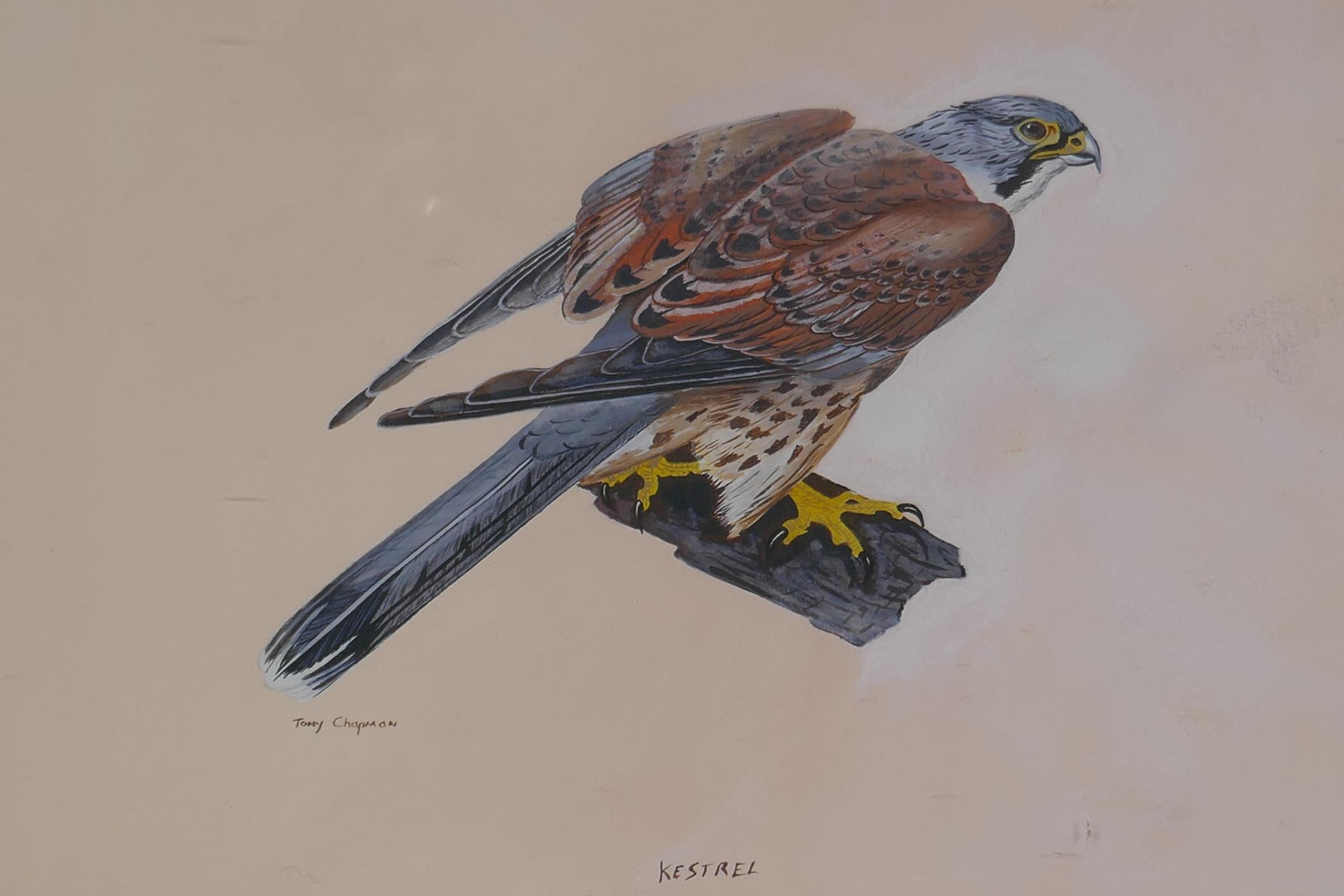 Tony Chapman, kestrel, watercolour, 13½" x 10½"