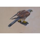 Tony Chapman, kestrel, watercolour, 13½" x 10½"